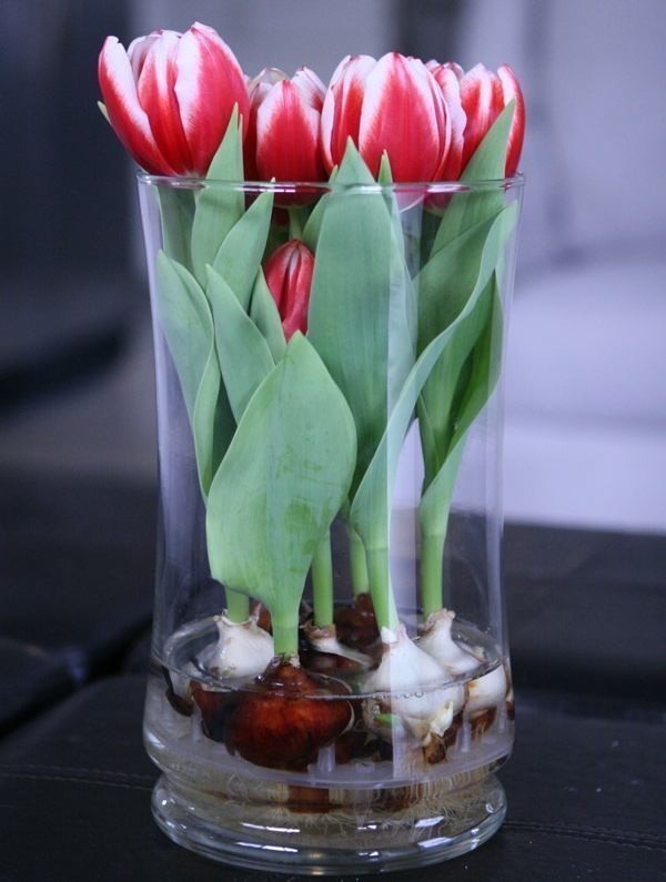 tulip1